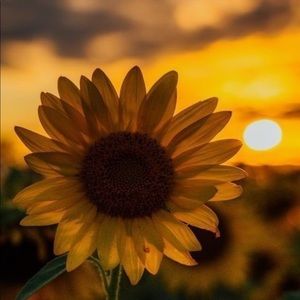 Meet your Posher, Stella